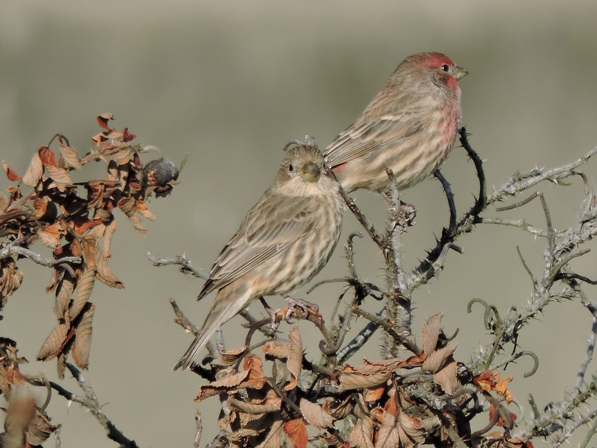 House Finch - Luis Mendes