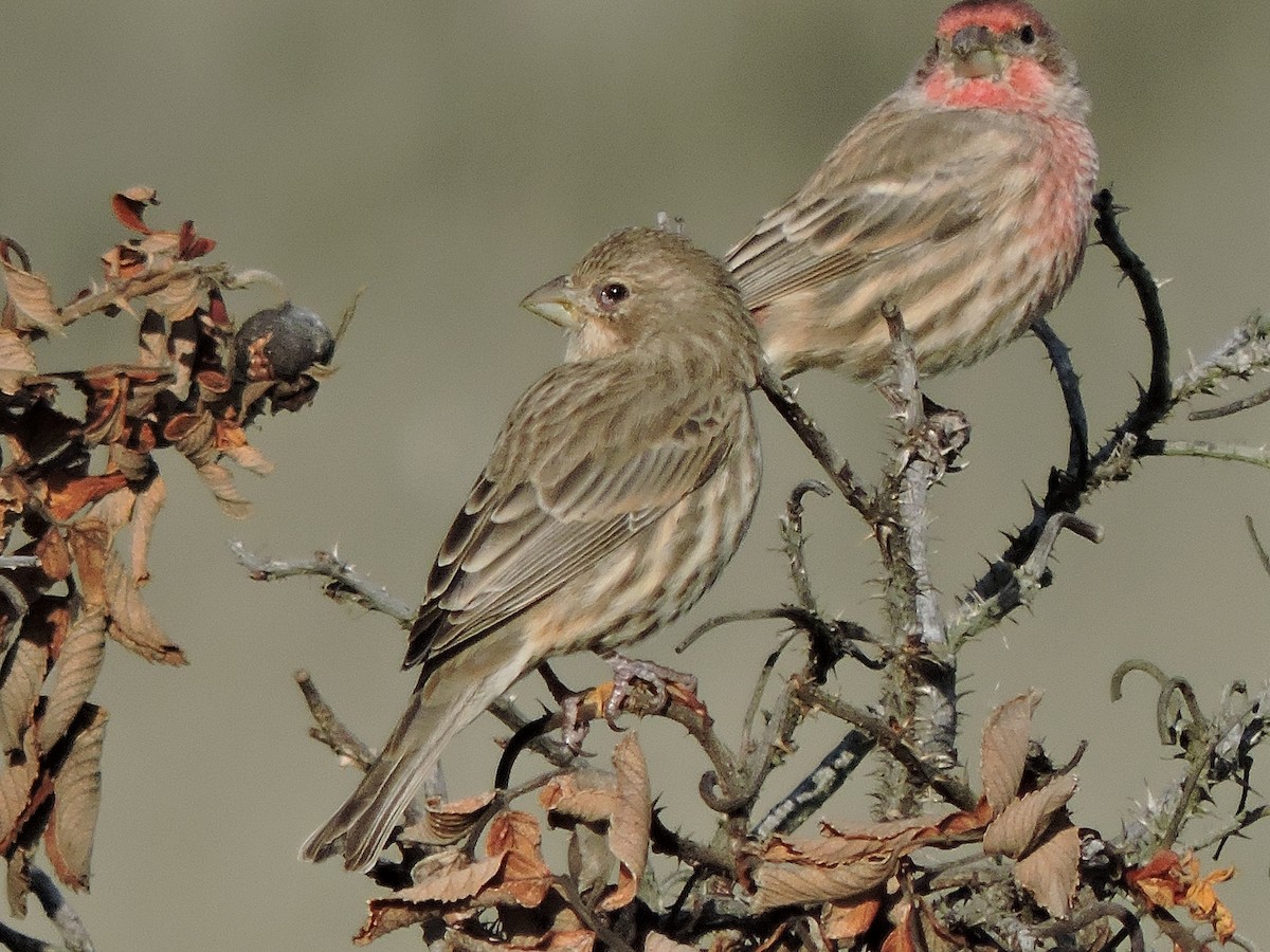 House Finch - Luis Mendes