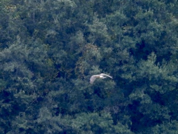 Northern Harrier - ML609944185