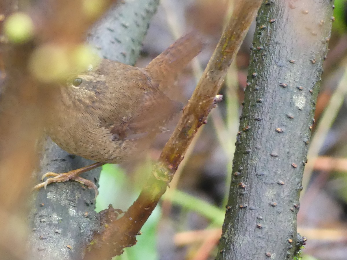 Pacific Wren - ML609944214