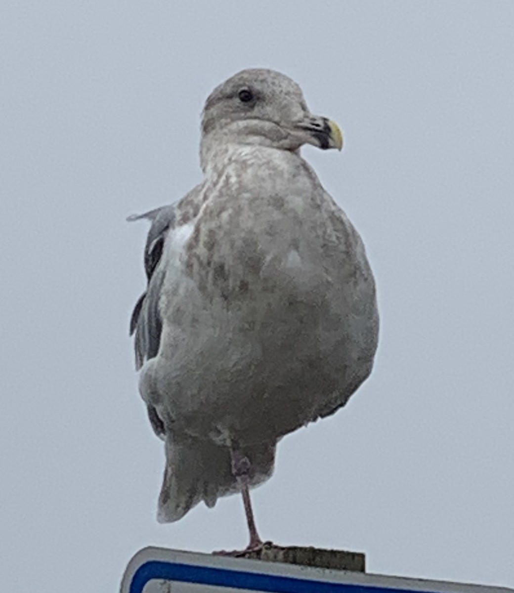 Glaucous-winged Gull - ML609944348