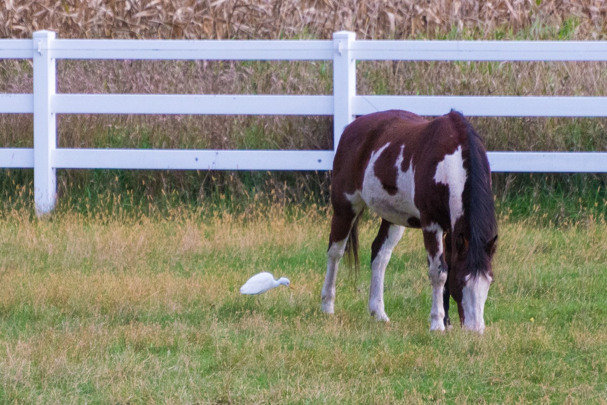 Western Cattle-Egret - ML609944567