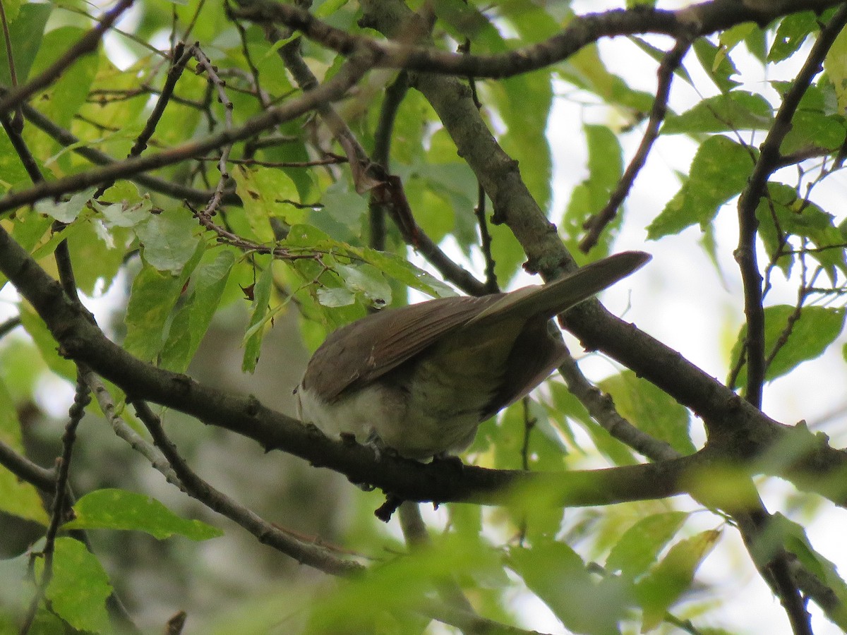 Black-billed Cuckoo - ML609944607