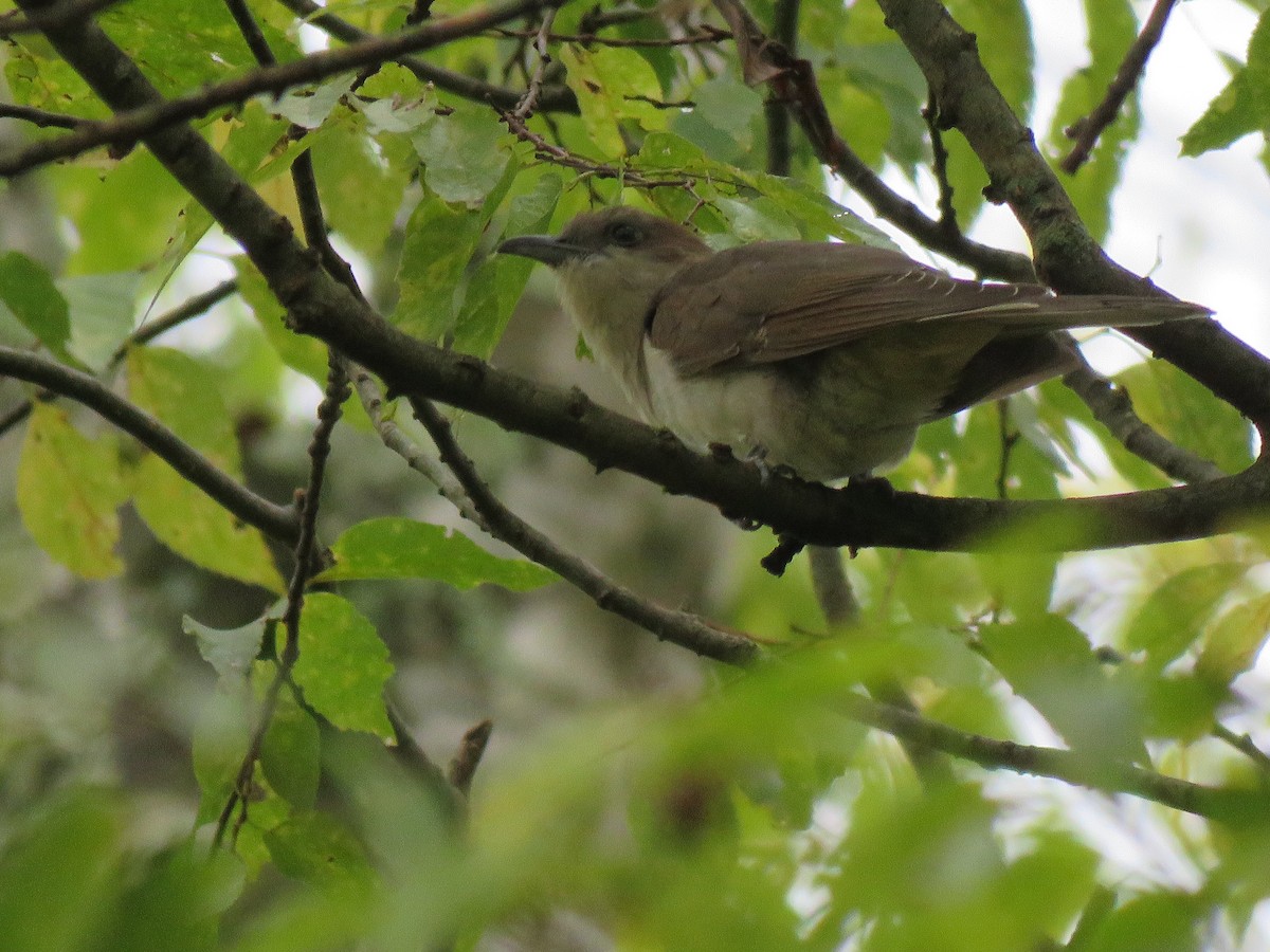 Black-billed Cuckoo - ML609944613