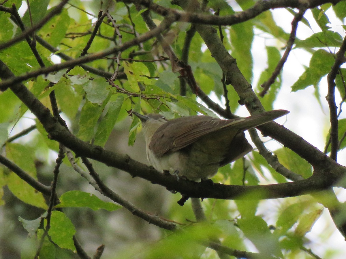 Black-billed Cuckoo - ML609944614