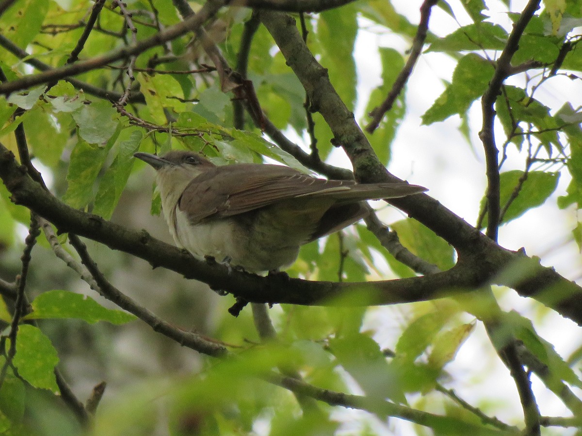 Black-billed Cuckoo - ML609944615