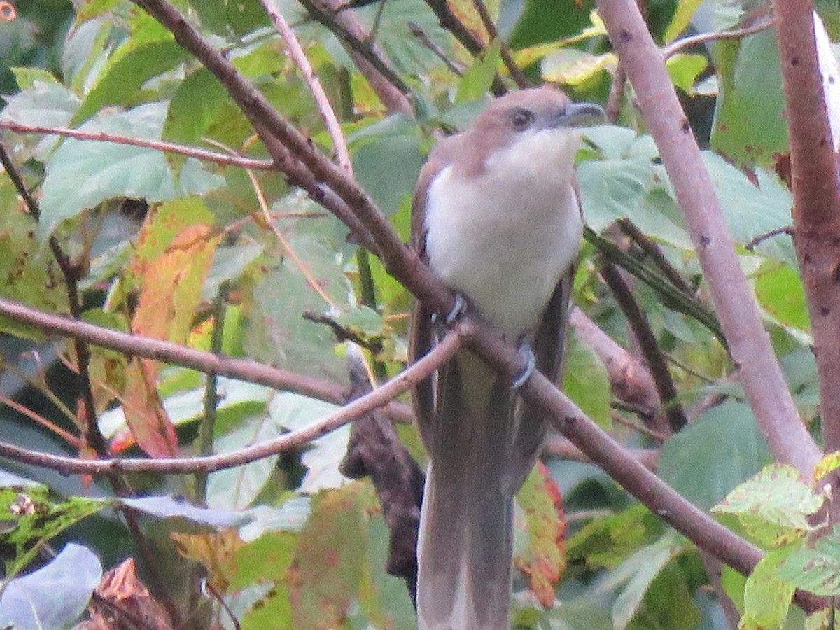Black-billed Cuckoo - ML609944631
