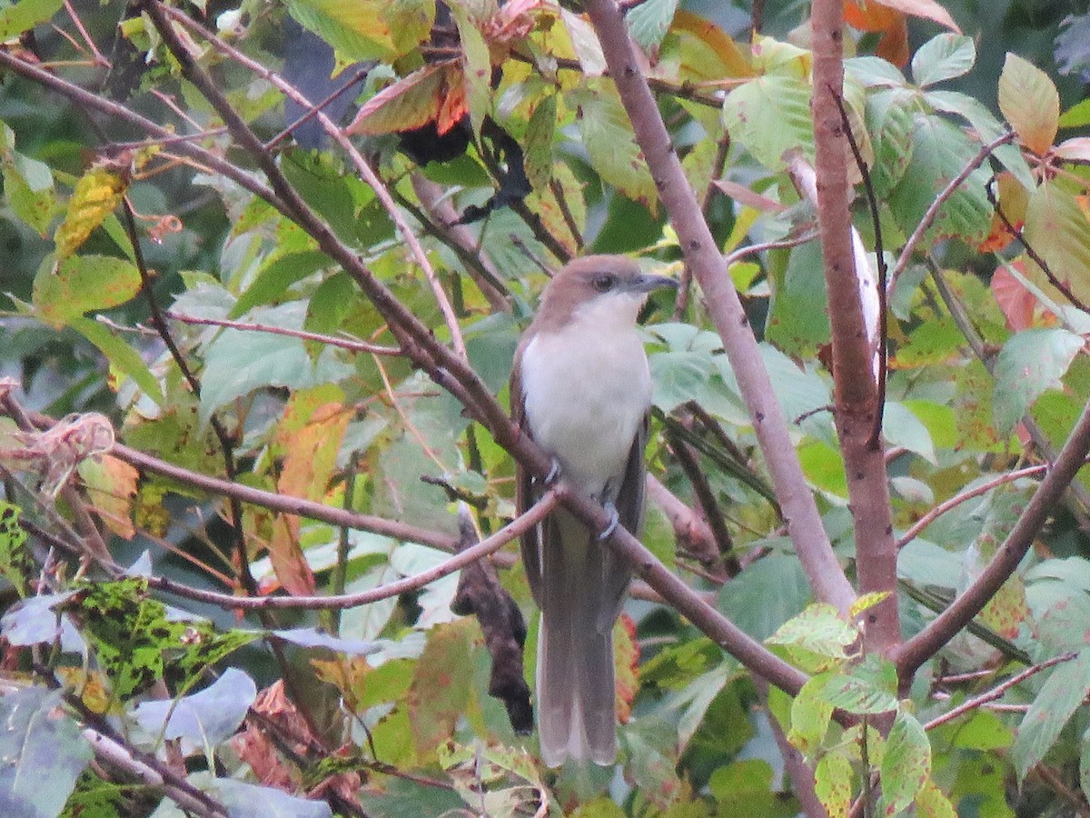 Black-billed Cuckoo - ML609944637