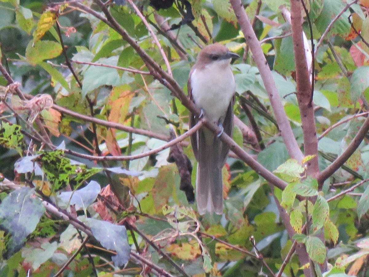Black-billed Cuckoo - ML609944638