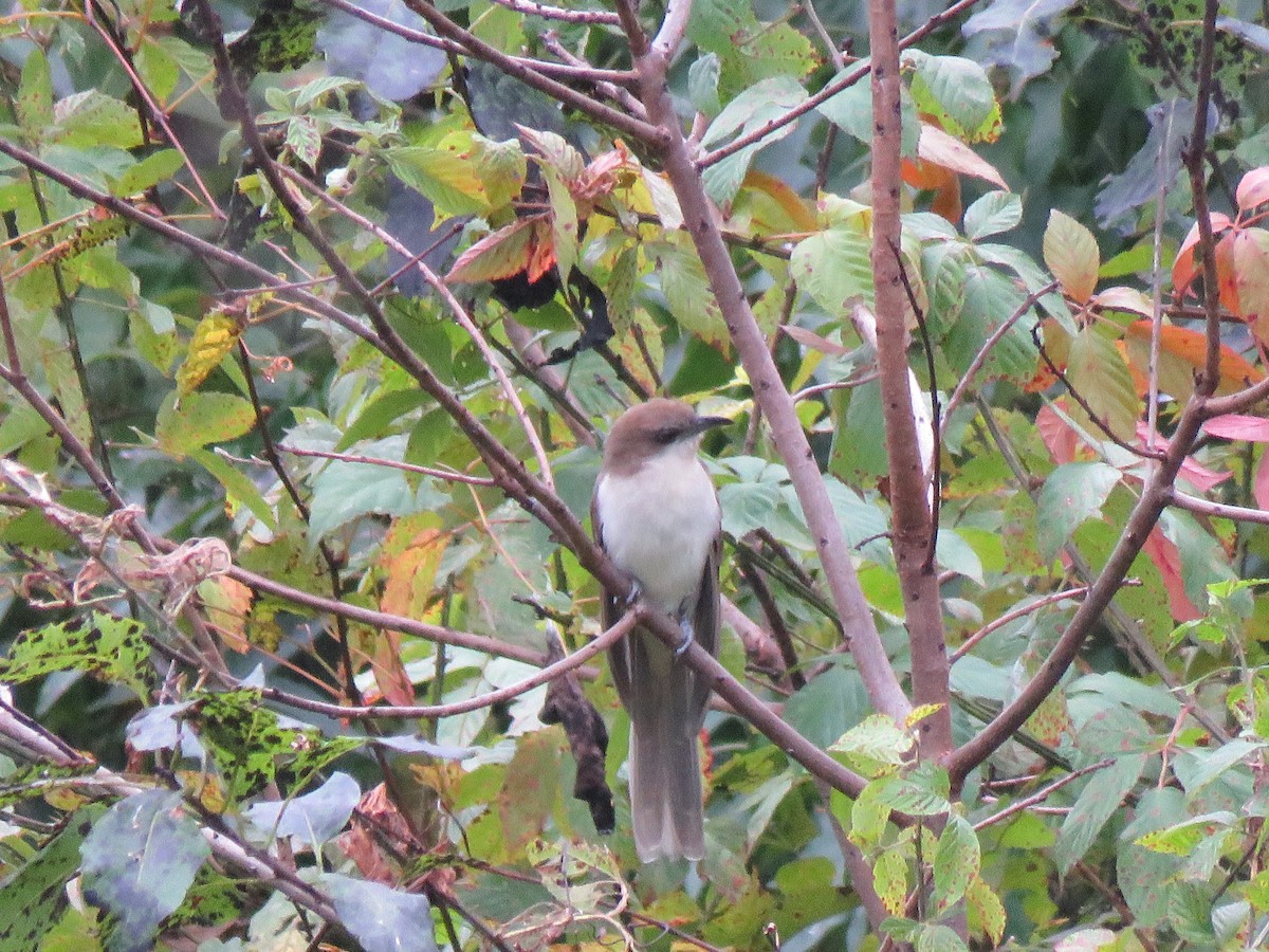 Black-billed Cuckoo - ML609944639