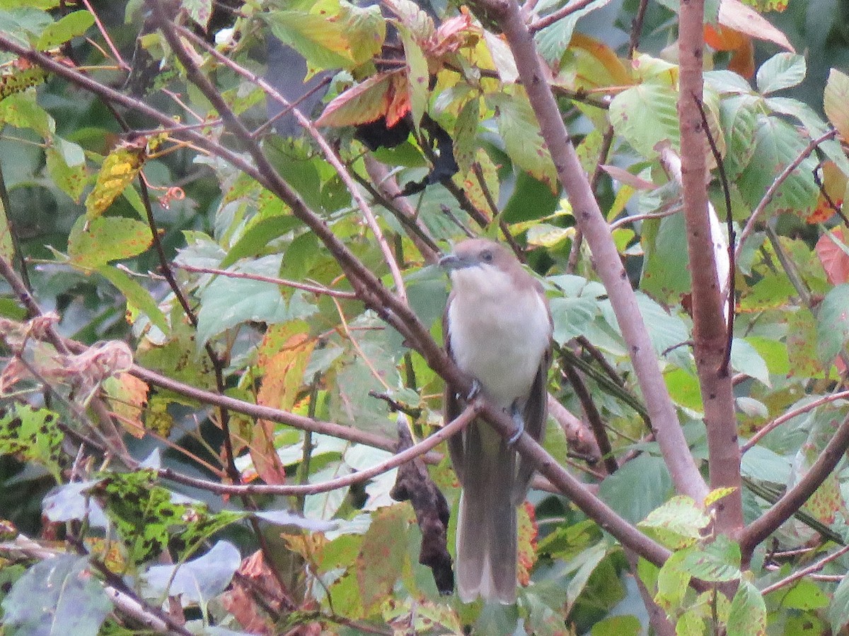 Black-billed Cuckoo - ML609944711