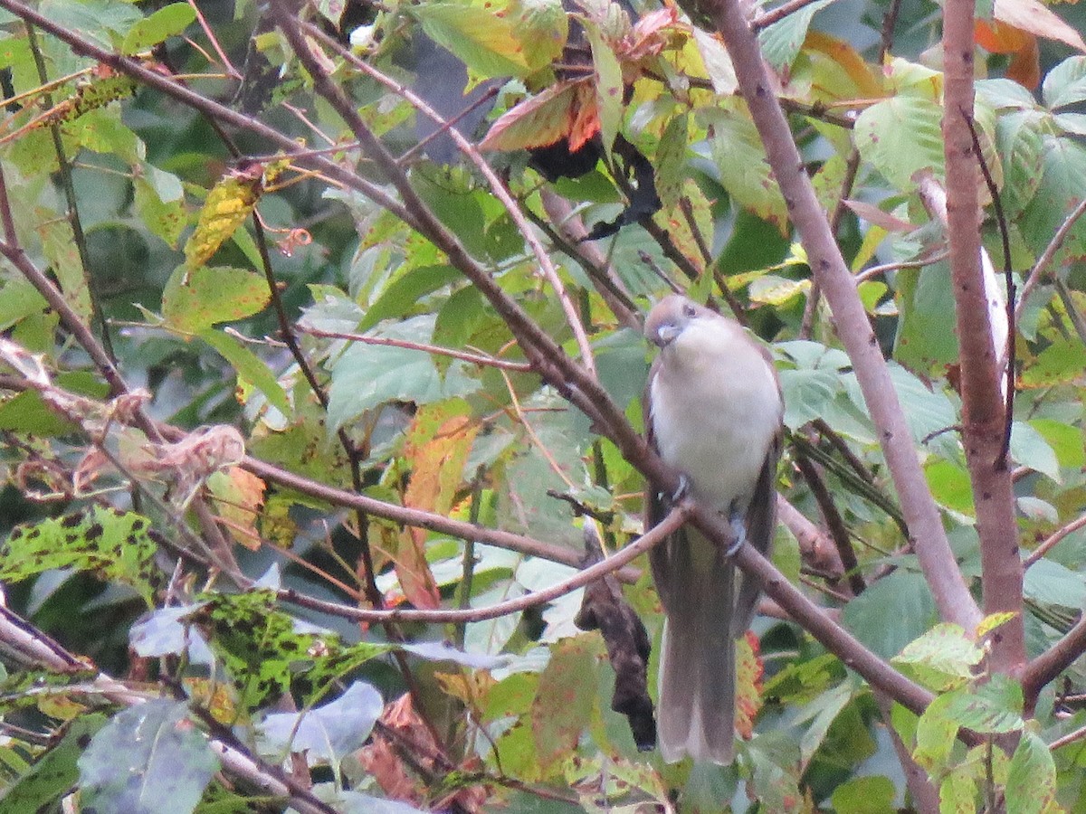 Black-billed Cuckoo - ML609944712