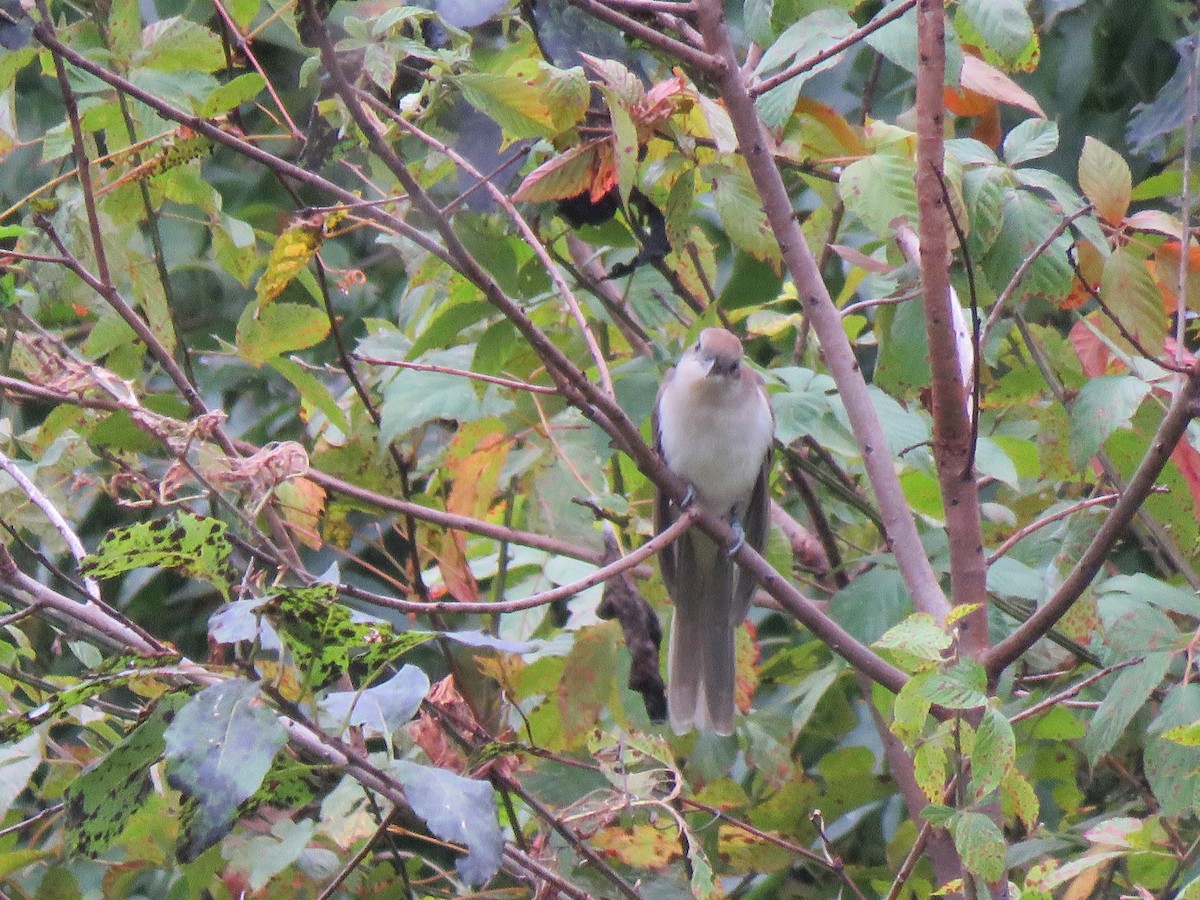 Black-billed Cuckoo - ML609944713