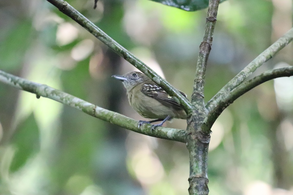 Black-crowned Antshrike - Carla Calamari