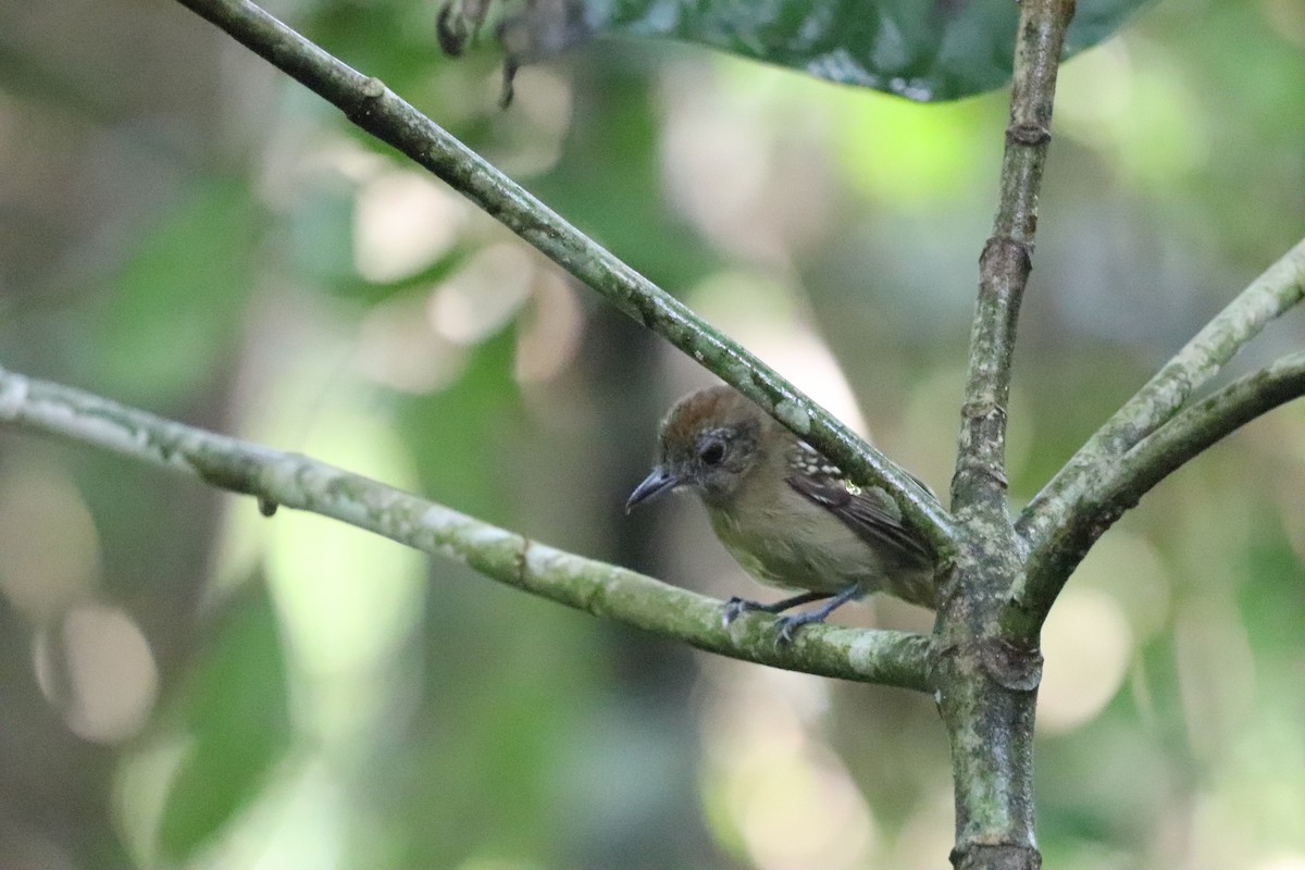 Black-crowned Antshrike - ML609944738