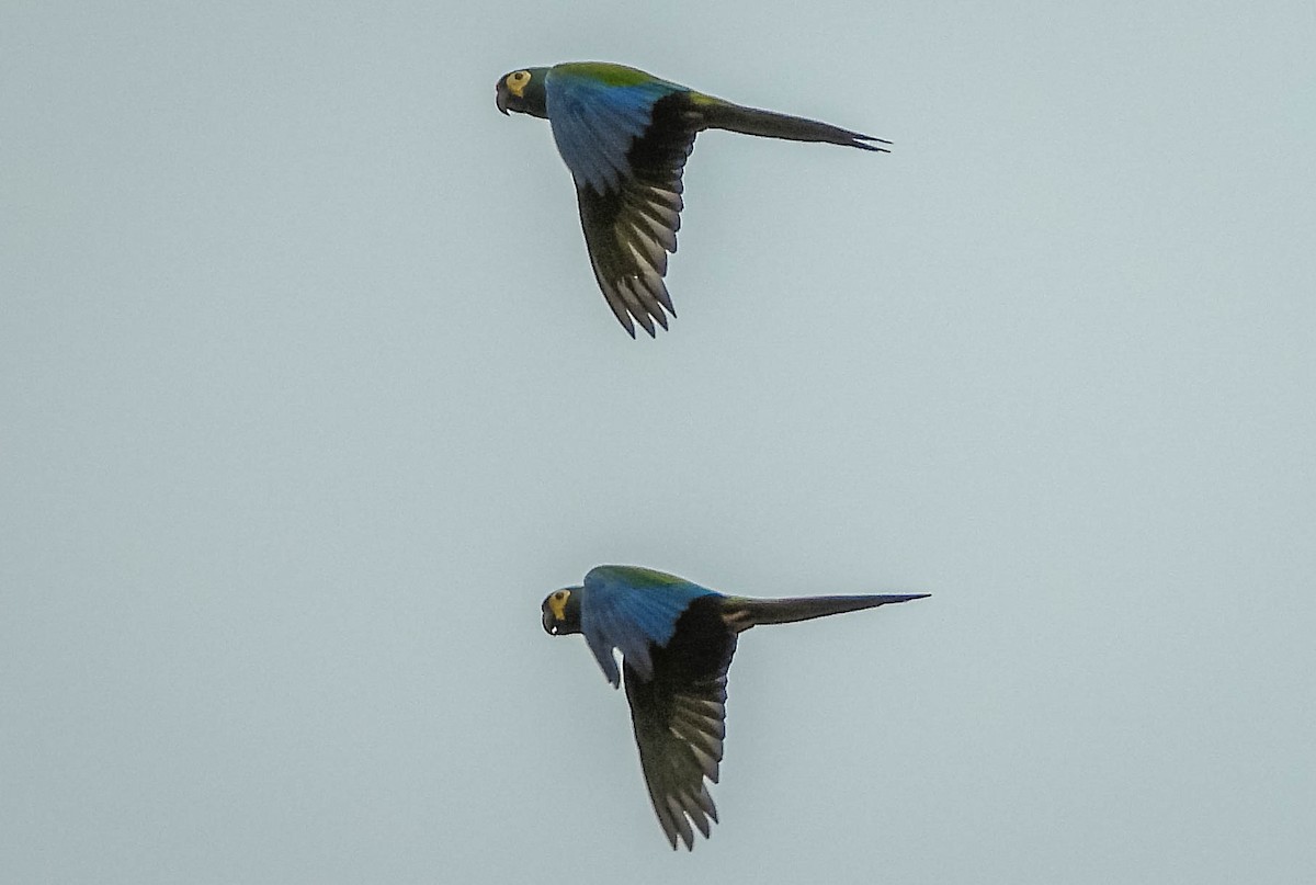 Blue-winged Macaw - ML609944741