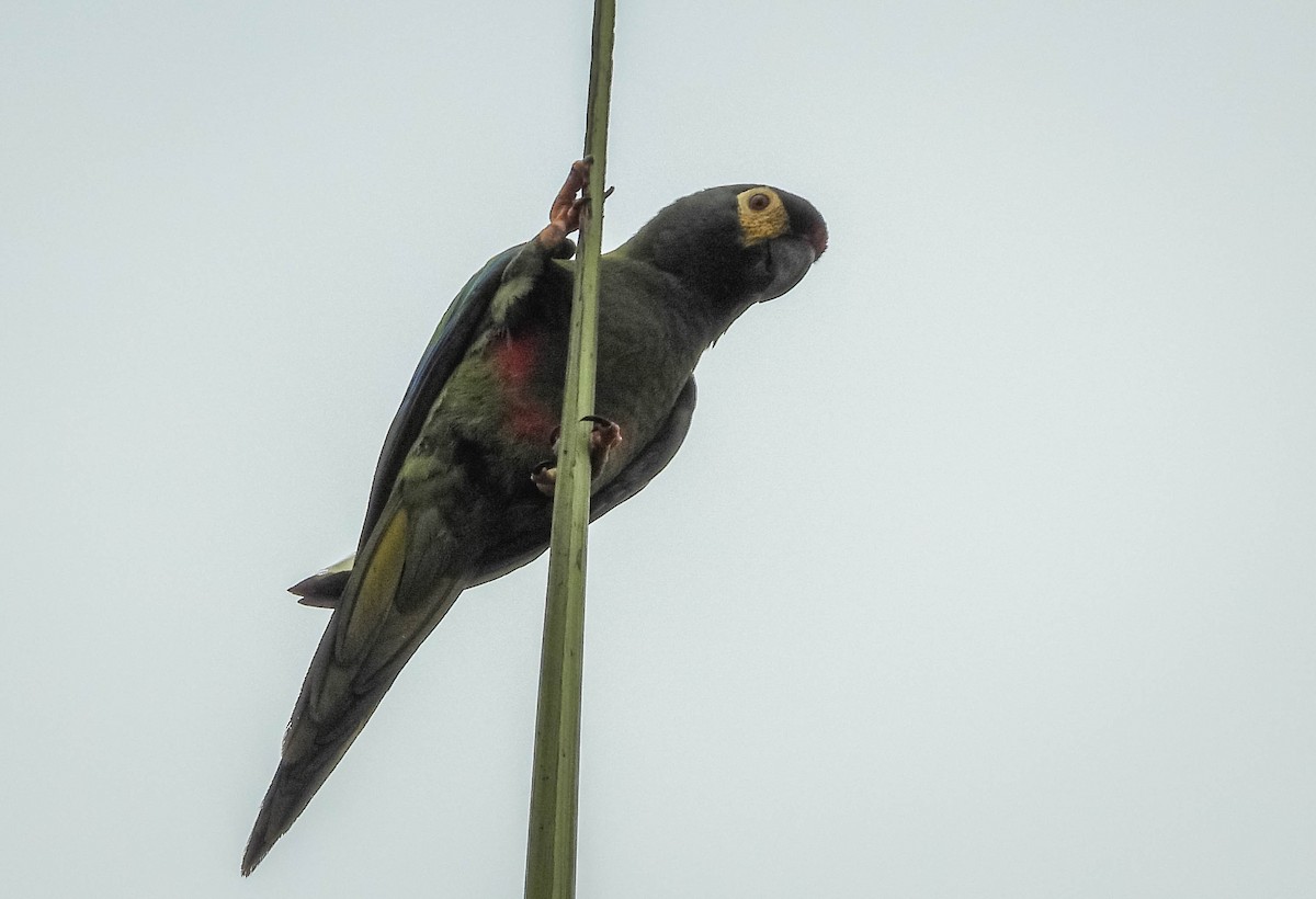 Guacamayo Maracaná - ML609944742