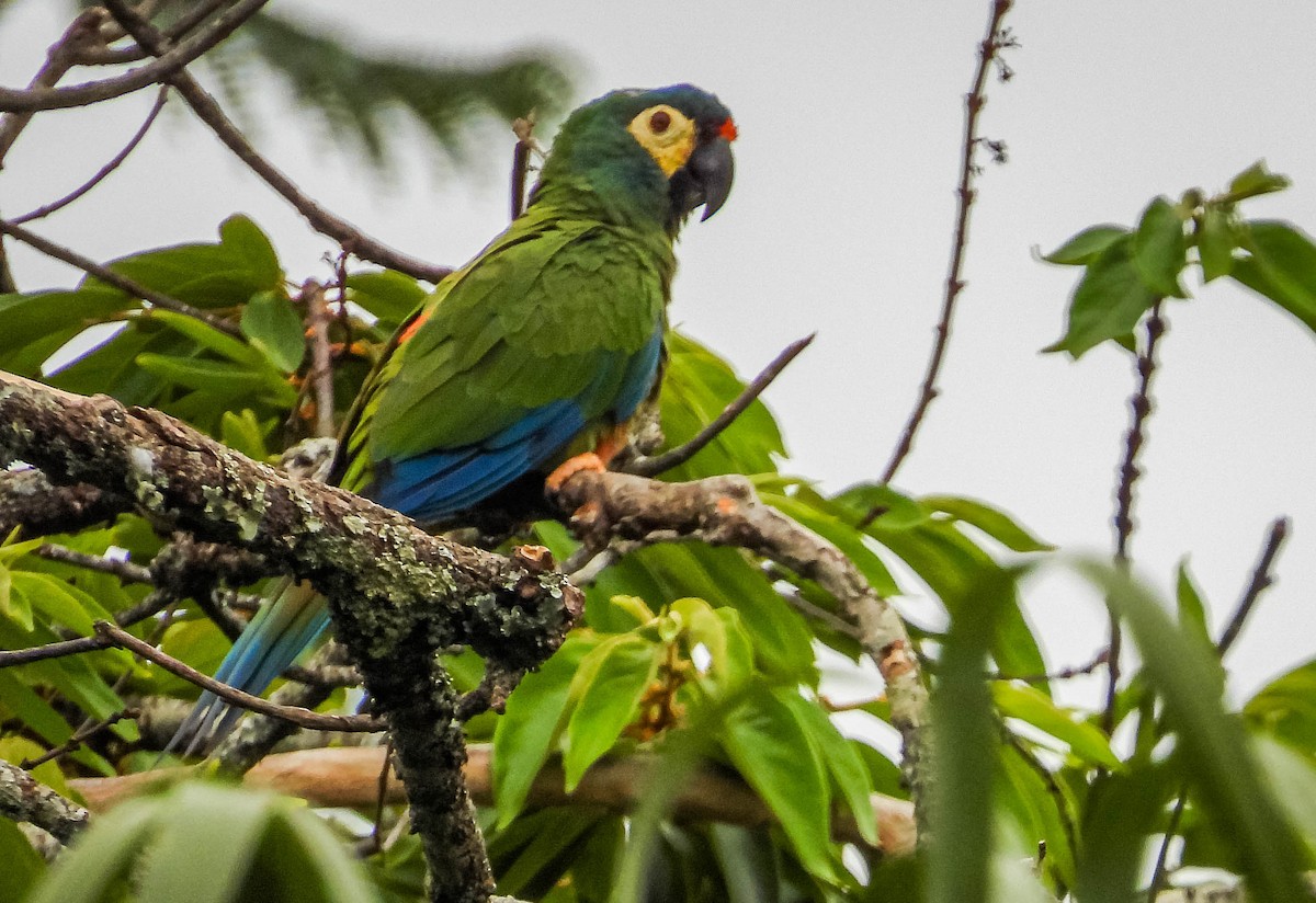 Blue-winged Macaw - ML609944743