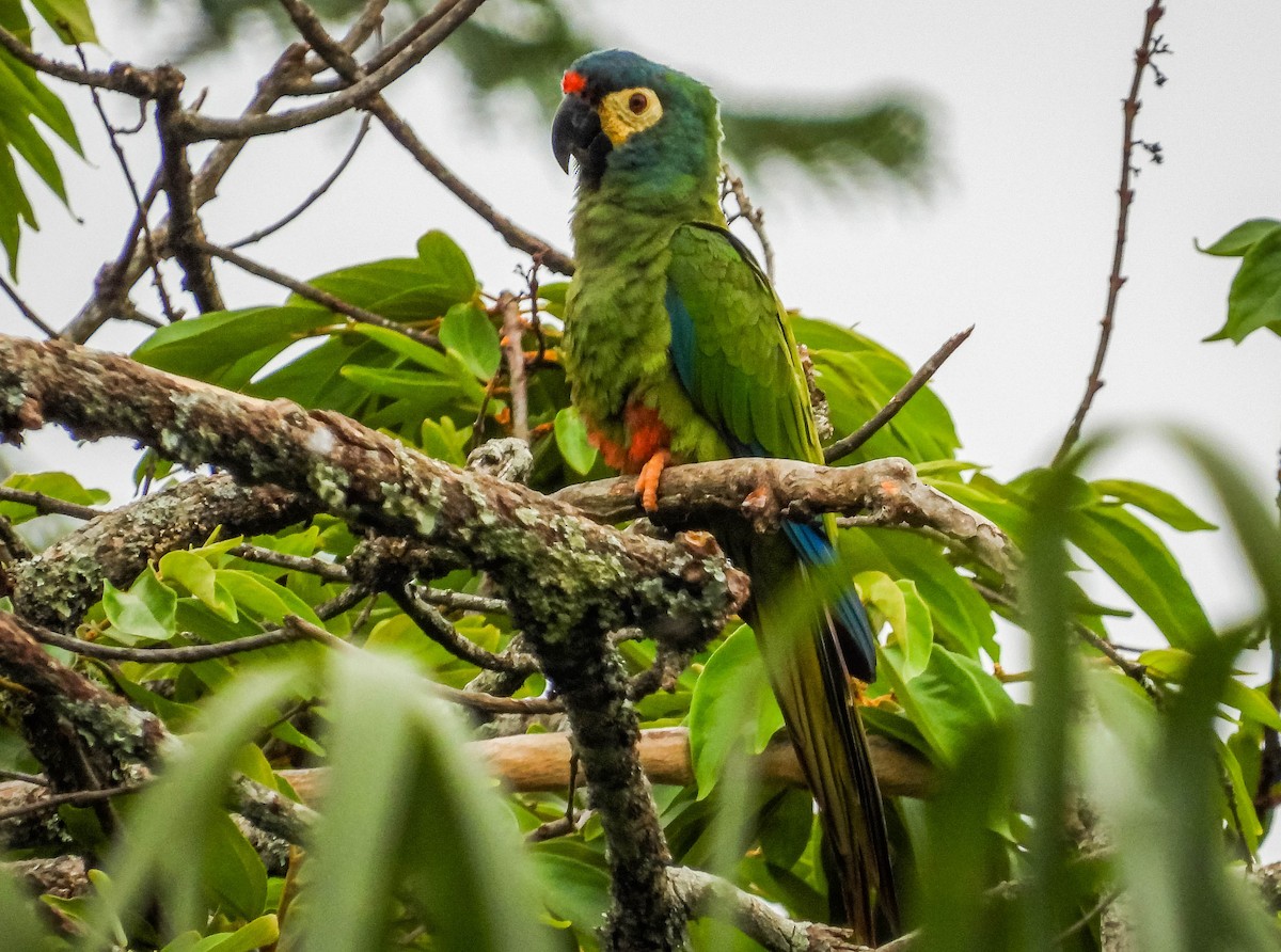 Guacamayo Maracaná - ML609944744