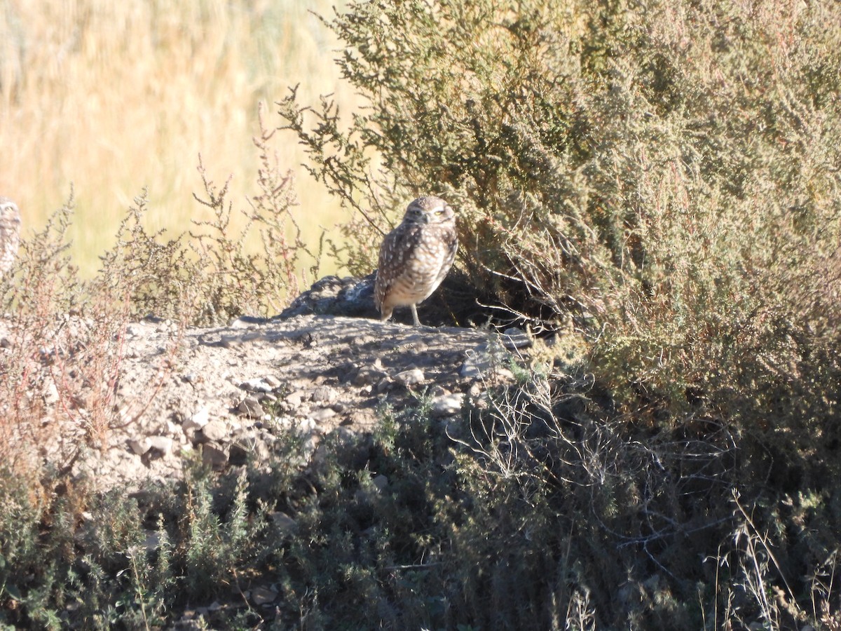 Burrowing Owl - ML609944765