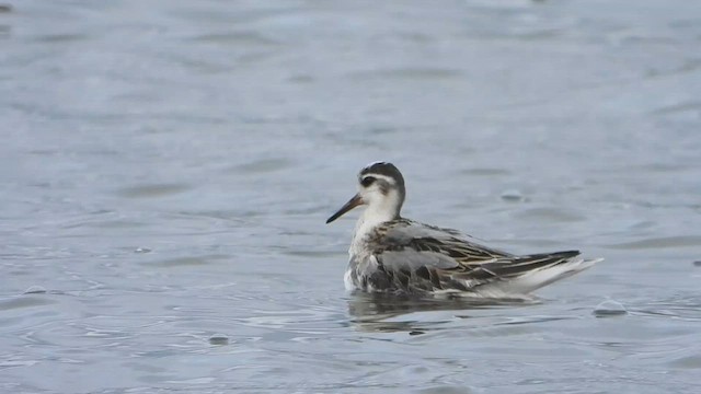 Red Phalarope - ML609944839