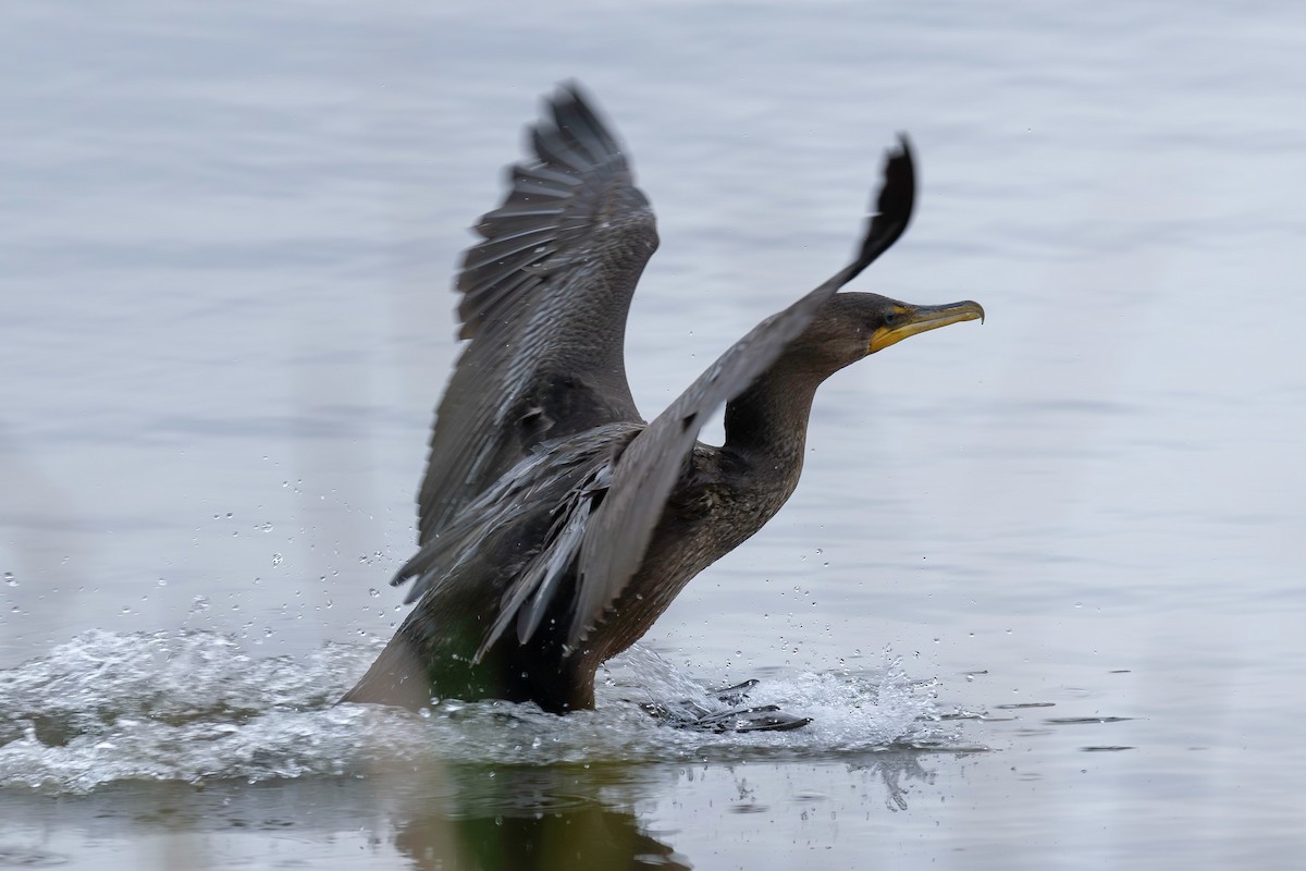 Double-crested Cormorant - Brock Gunter-Smith