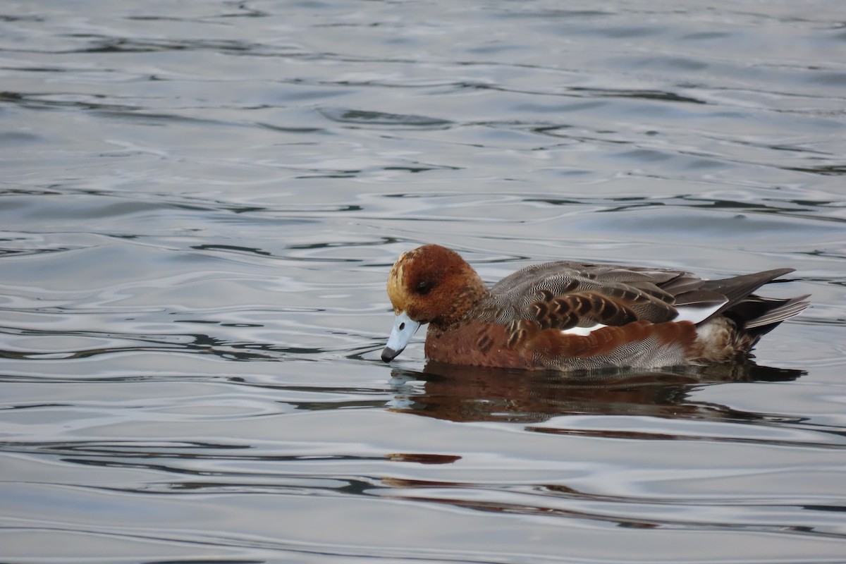 Eurasian Wigeon - ML609944881