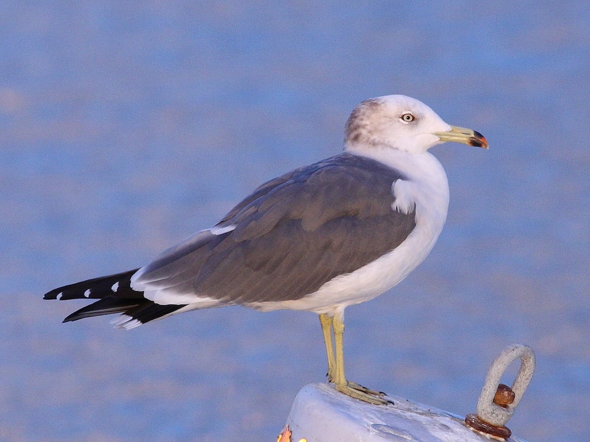 Black-tailed Gull - Michael Mammoser