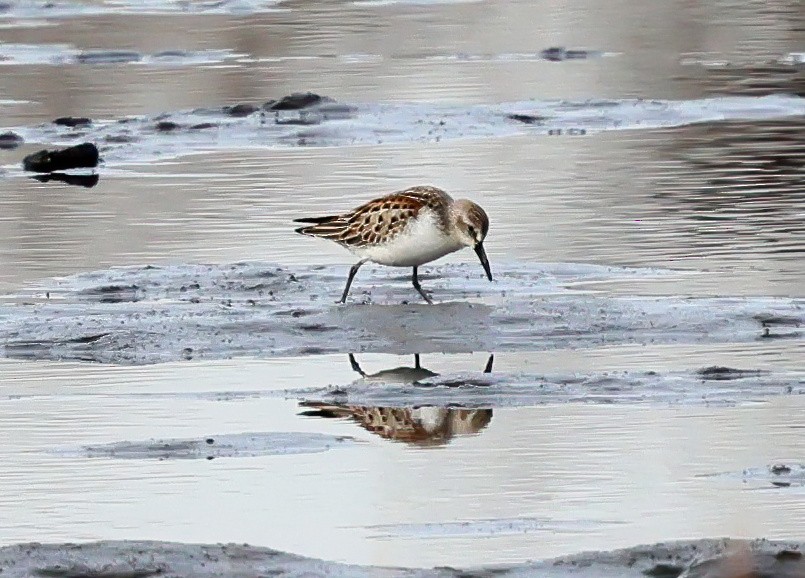 Western Sandpiper - ML609944964