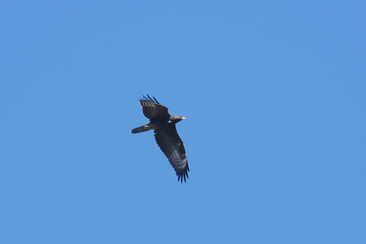 European Honey-buzzard - ML609945089