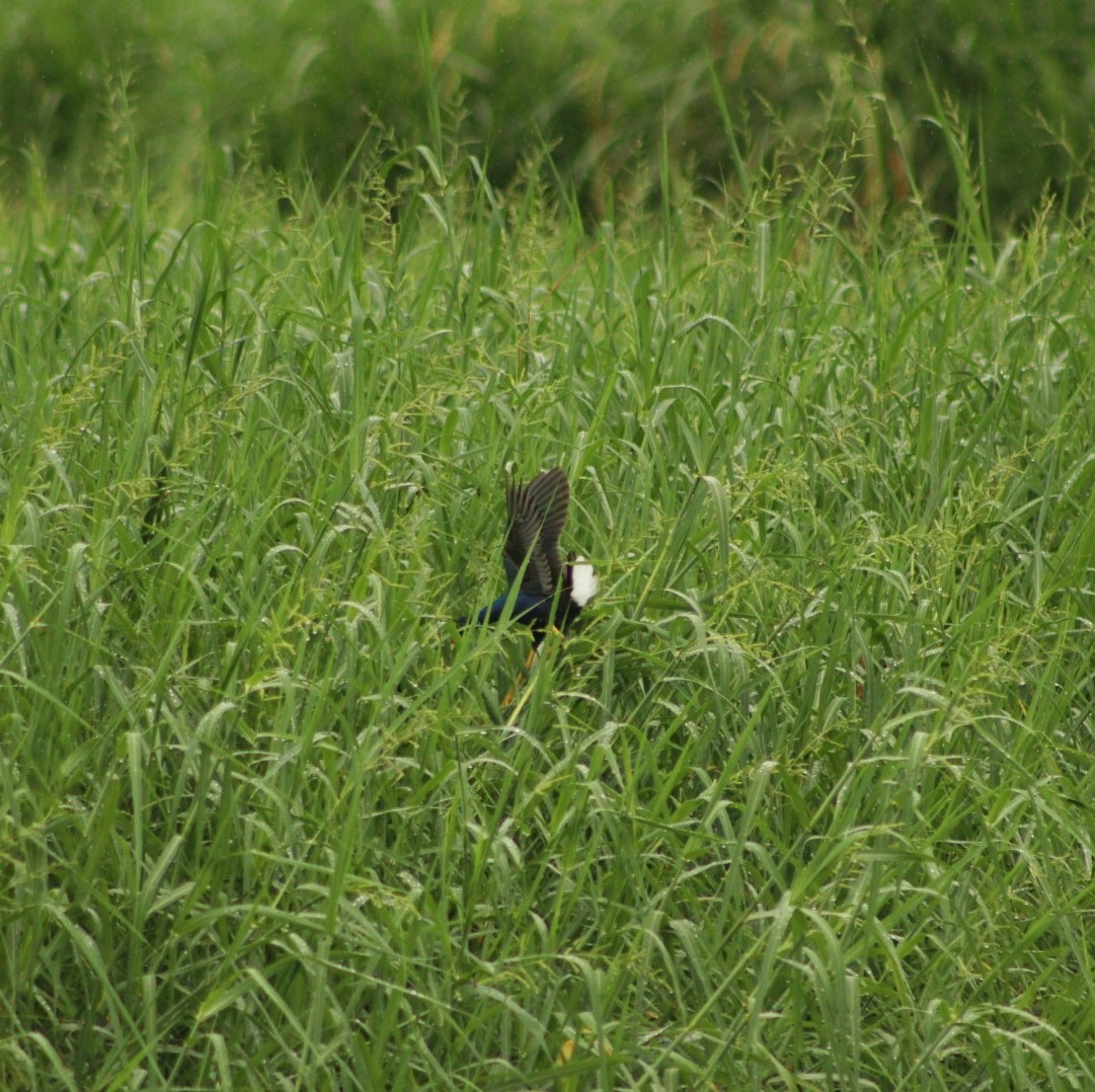 Purple Gallinule - ML609945097