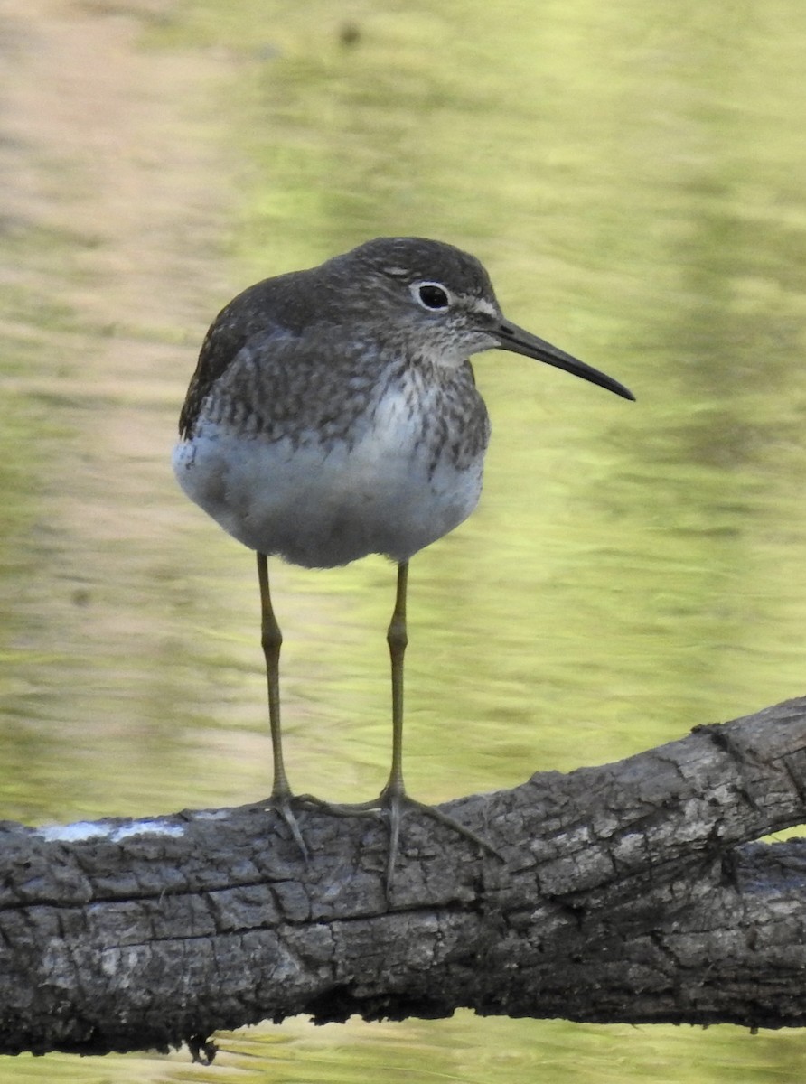 Solitary Sandpiper - ML609945133