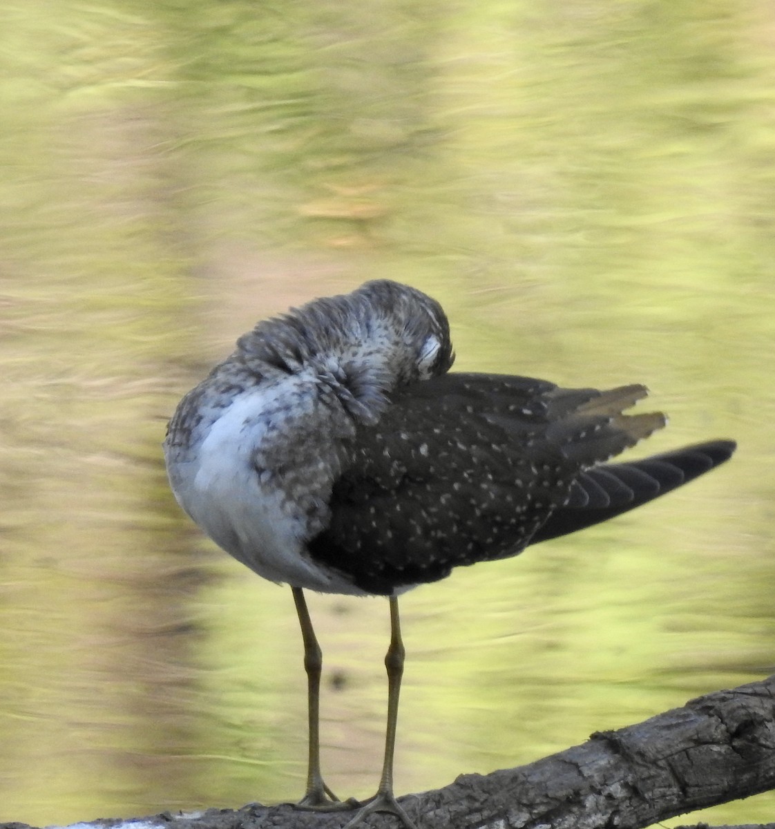 Solitary Sandpiper - ML609945134