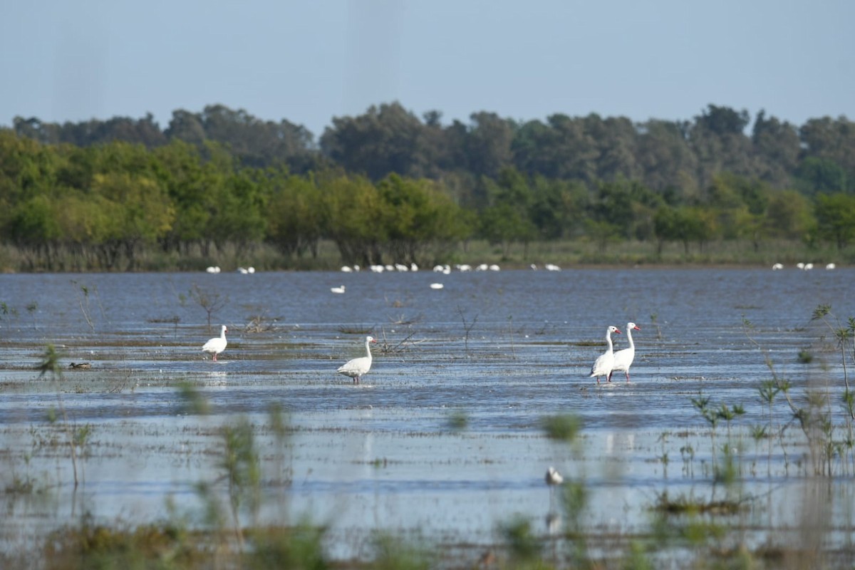 Coscoroba Swan - ML609945139