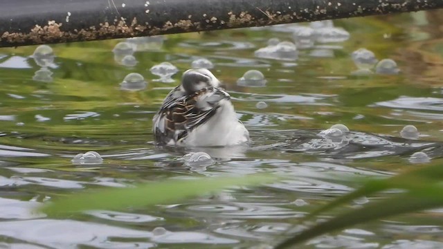 Red Phalarope - ML609945141