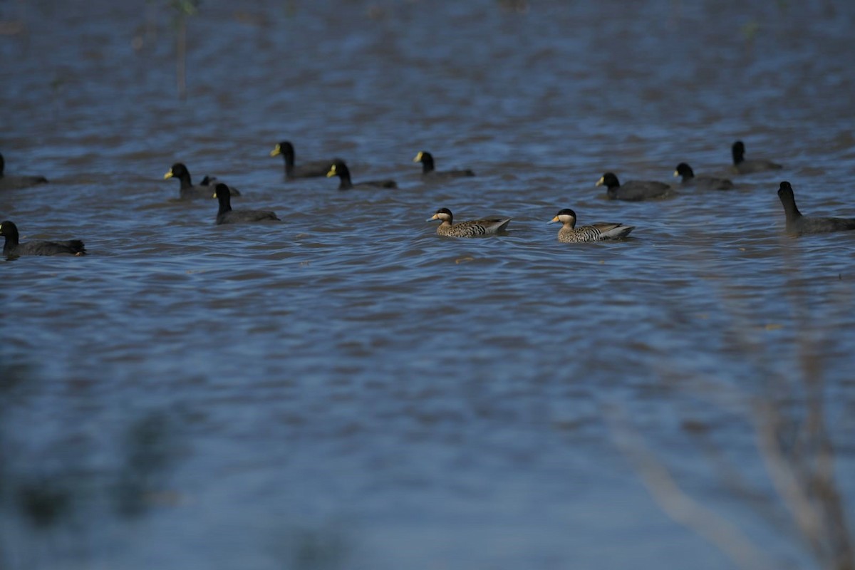 Silver Teal - ML609945180