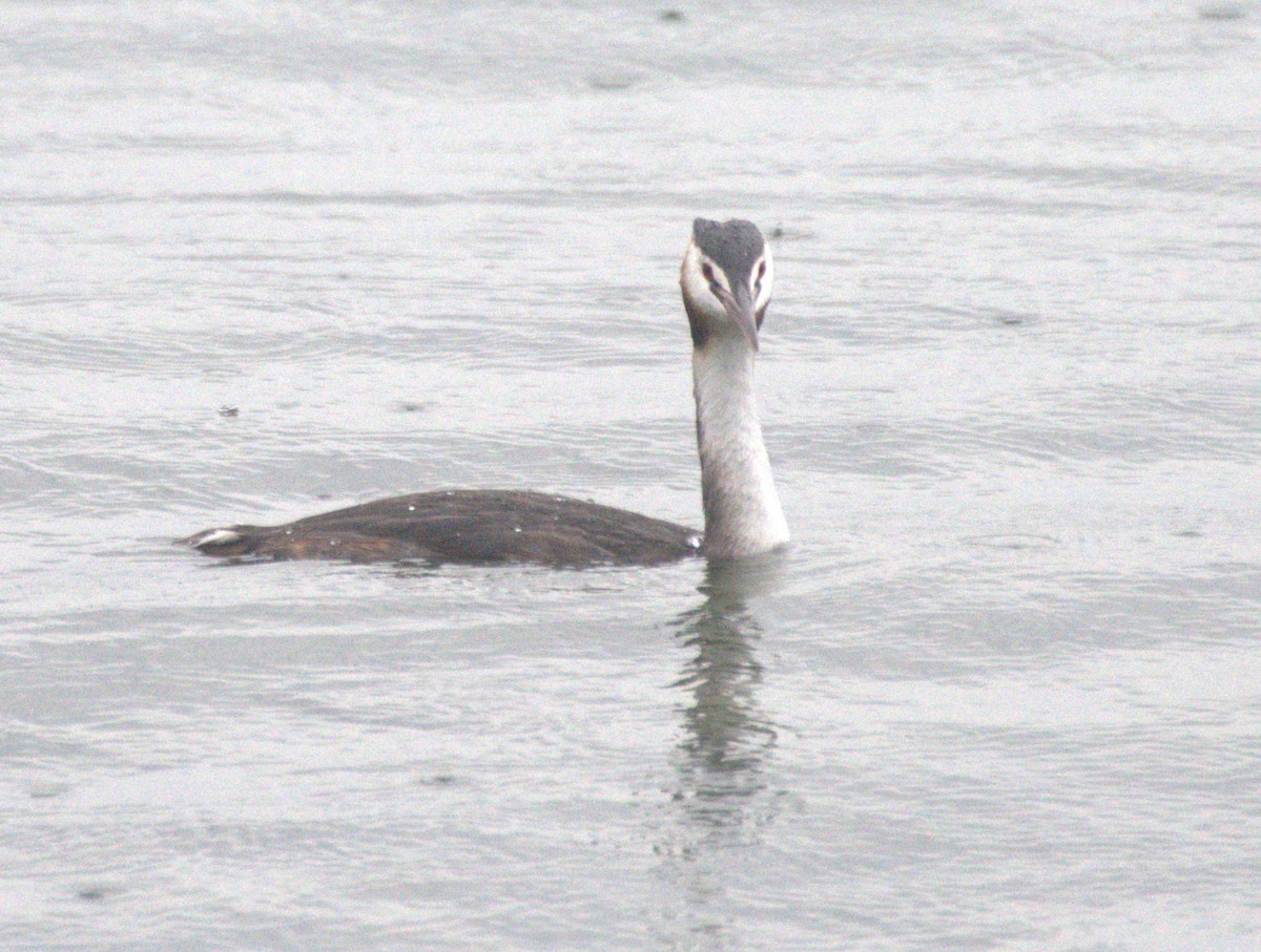 Great Crested Grebe - ML609945198