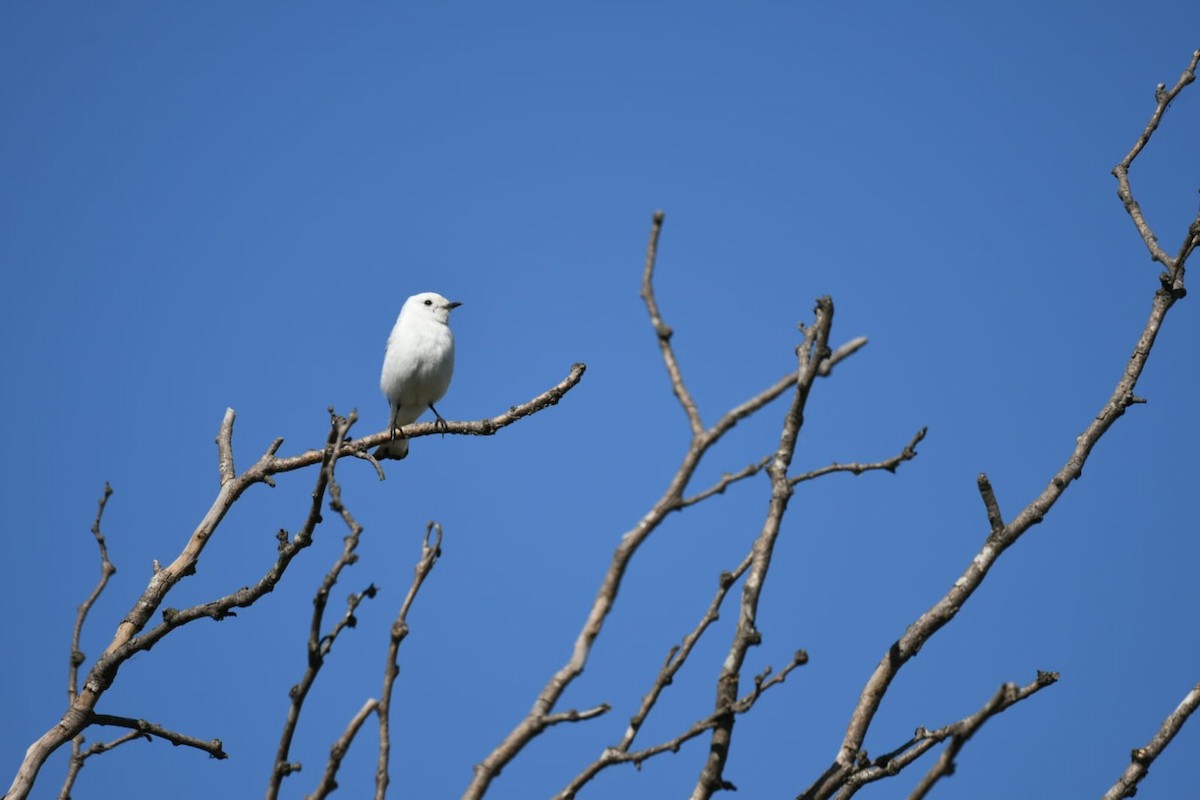 White Monjita - ML609945205