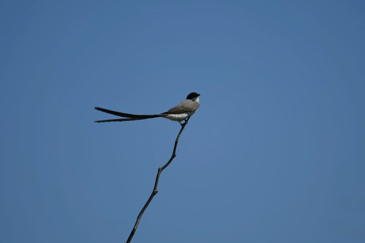 Fork-tailed Flycatcher - ML609945229