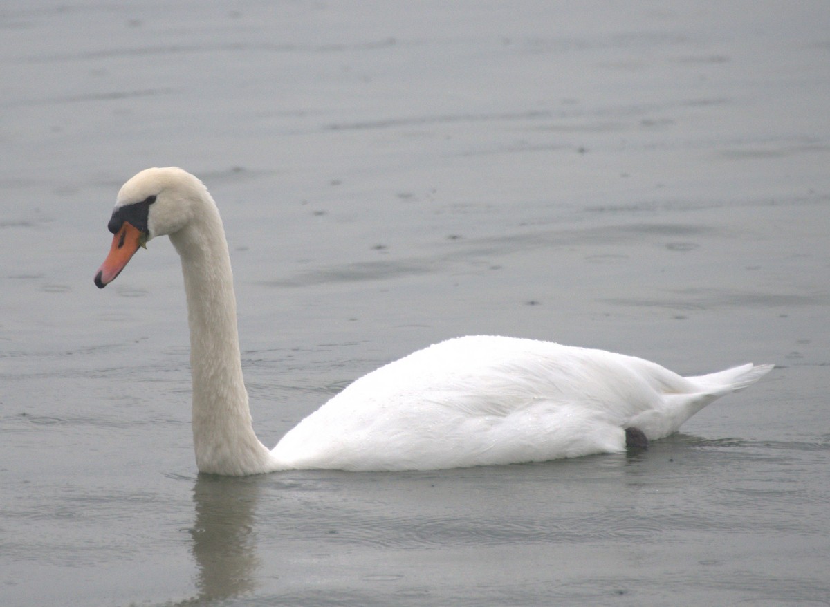 Mute Swan - ML609945280