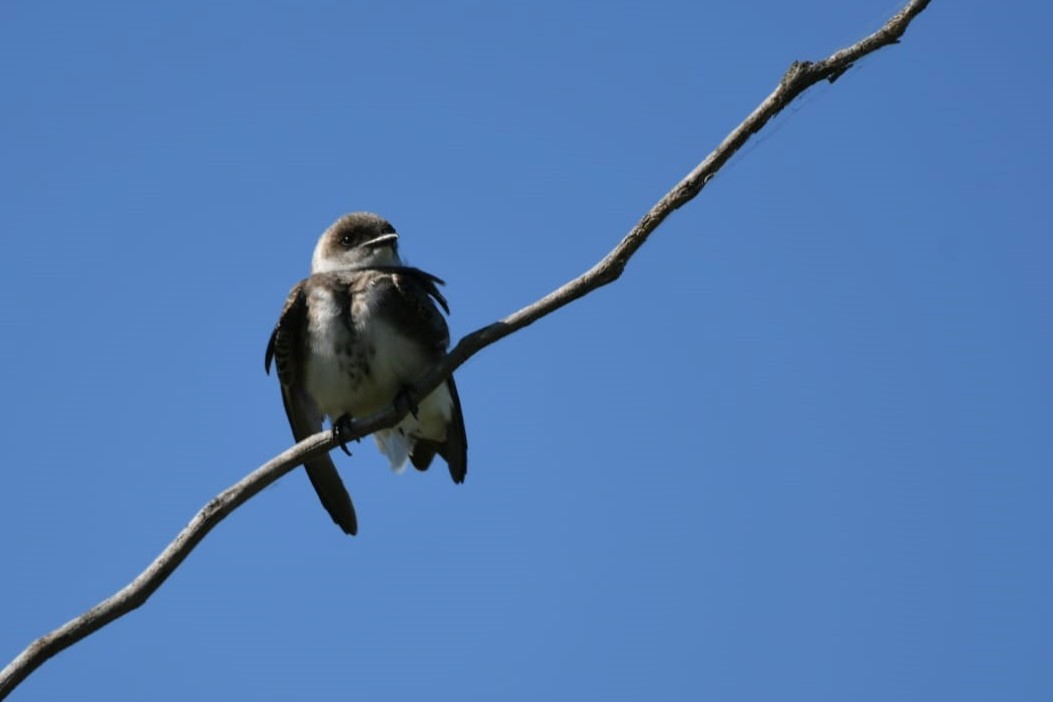 Brown-chested Martin - ML609945291