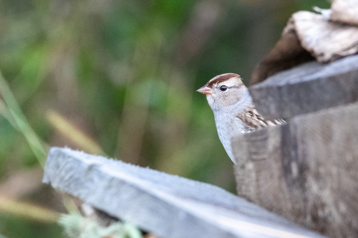 White-crowned Sparrow - Richard Littauer