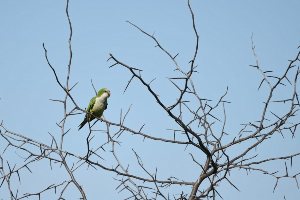 Monk Parakeet - ML609945321