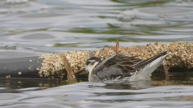 Red Phalarope - ML609945323