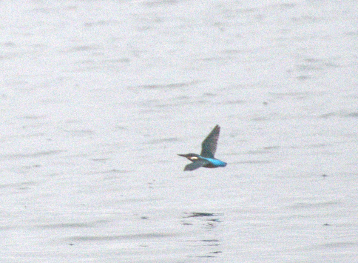 Common Kingfisher - ML609945327