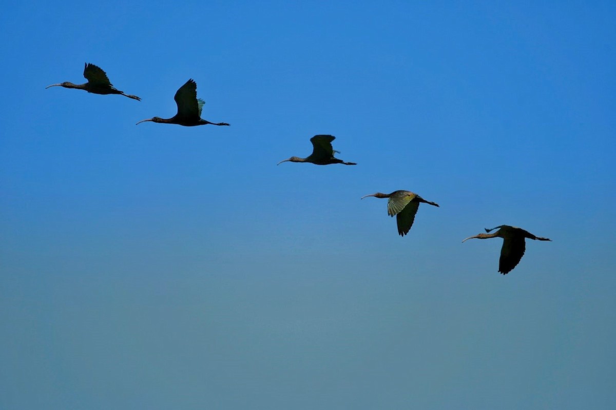 White-faced Ibis - ML609945351