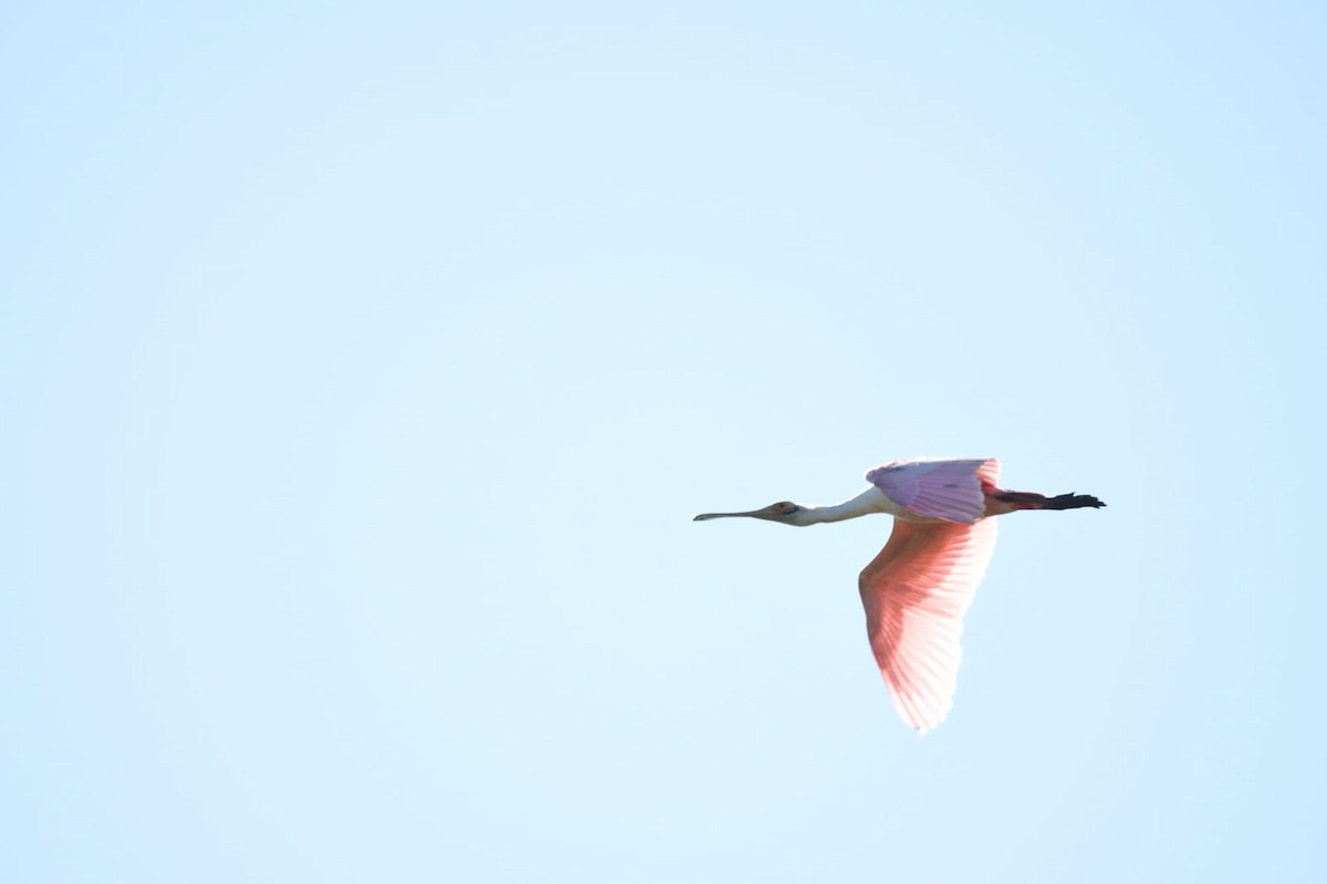 Roseate Spoonbill - ML609945360