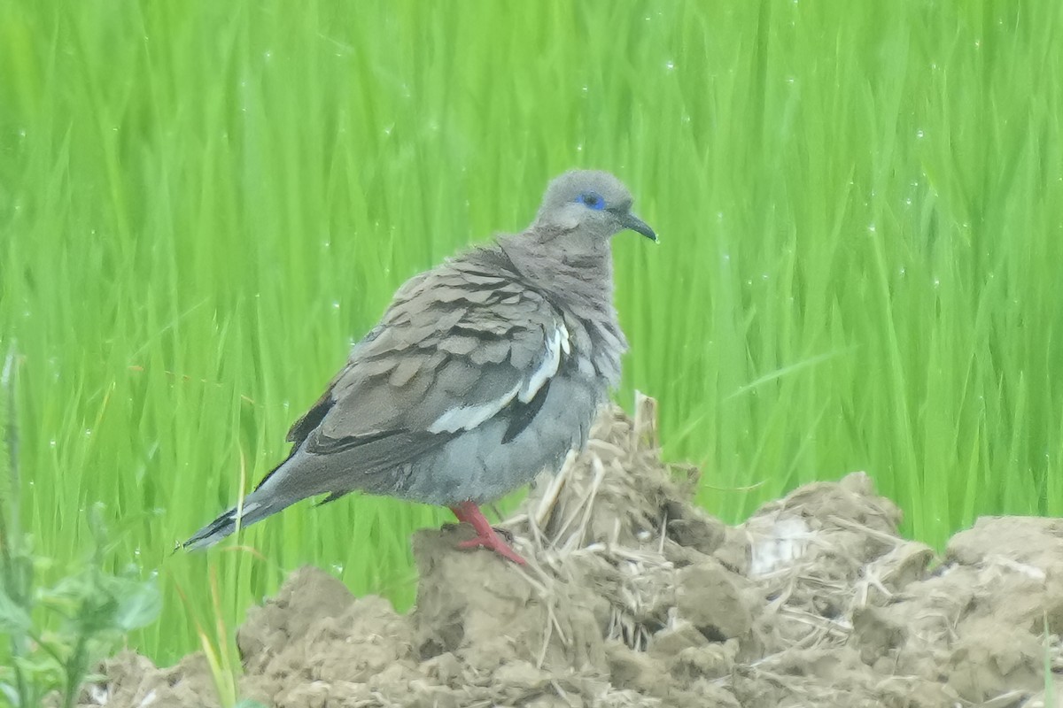 West Peruvian Dove - ML609945363