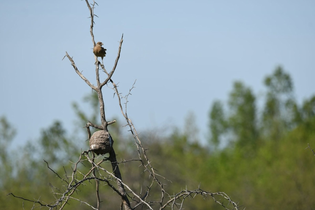 Chimango Caracara - ML609945370