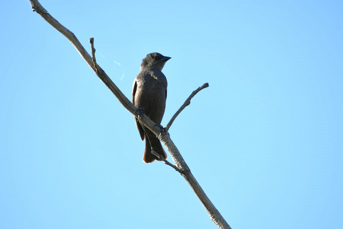 Shiny Cowbird - COA Luján Pecho Colorado